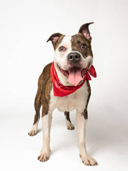 Rescue Mixed Breed Dogs for Adoption in Atlanta, Georgia - Kuzco | PetCurious