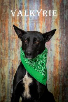 Mixed Breed Dogs Available for Adoption in North Myrtle Beach, South Carolina - Valkyrie | PetCurious