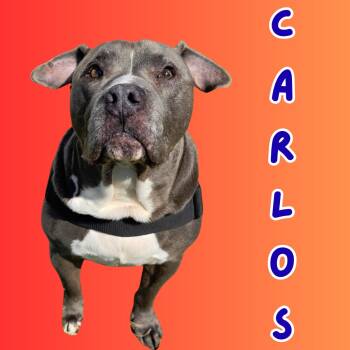 Rescue Pit Bull Terrier Dogs for Adoption in South Padre Island, Texas - Carlos | PetCurious