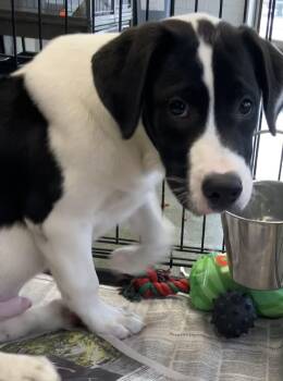 Henry -  Labrador Retriever Dog for Adoption in Parma, Ohio - Henry | PetCurious