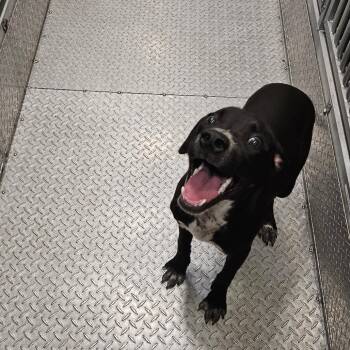 Mixed Breed Dogs Available for Adoption in Lake Jackson, Texas - Drumstick | PetCurious