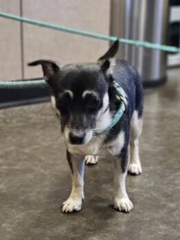 Rescue Chihuahua Dogs for Adoption in Rockwall, Texas - Found Stray: Dominick | PetCurious