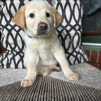 SARA -  Great Pyrenees and Labrador Retriever Dog for Adoption in Fosters, Alabama - SARA | PetCurious