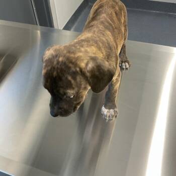 Tool Man -  Mixed Breed Dog for Adoption in Saint Joseph, Missouri - Tool Man | PetCurious