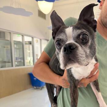 Boston Terrier Dogs Available for Adoption in Hillside, Illinois - Brownie CA | PetCurious