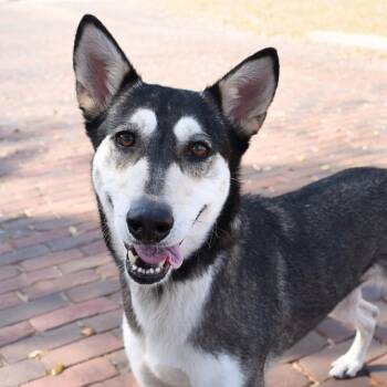 Siberian Husky and Shepherd Dogs Available for Adoption - Stella Rose | PetCurious