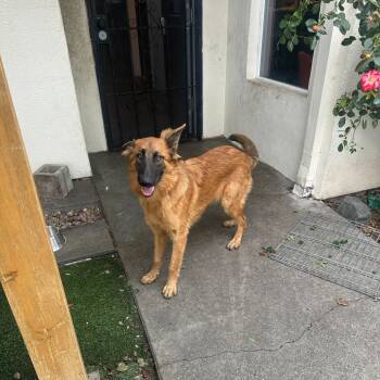 Rescue Shepherd and Mixed Breed Dogs for Adoption in San Francisco, California - Lightning | PetCurious