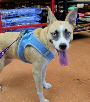 Rescue Mixed Breed Dogs for Adoption in Gainesville, Florida - Summer | PetCurious