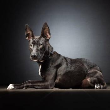 Dusty -  Black Labrador Retriever and Mixed Breed Dog for Adoption in Jupiter, Florida - Dusty | PetCurious