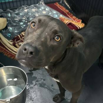 Rescue Terrier Dogs for Adoption in St. Louis, Missouri - Phil Of The Future | PetCurious