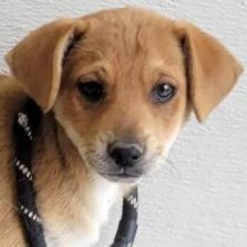 Mixed Breed Dogs Available for Adoption - Parm | PetCurious