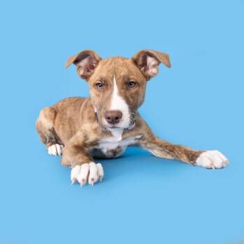 Australian Shepherd and Mixed Breed Dogs Available for Adoption in Franklin, Tennessee - Bella | PetCurious