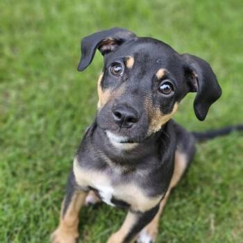 Chase -  Terrier Dog for Adoption in Des Moines, Iowa - Chase | PetCurious