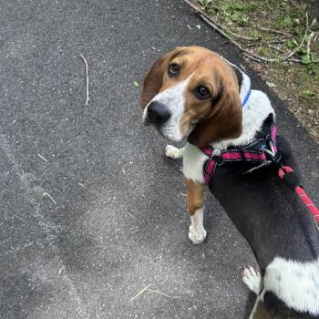McCoy -  Coonhound and None Dog for Adoption in Nashville, Tennessee - McCoy | PetCurious