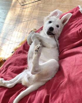 Clairvoyant -  Great Pyrenees Dog for Adoption in New York, New York - Clairvoyant | PetCurious