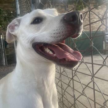 Fiona -  Labrador Retriever Dog for Adoption in Baton Rouge, Louisiana - Fiona | PetCurious