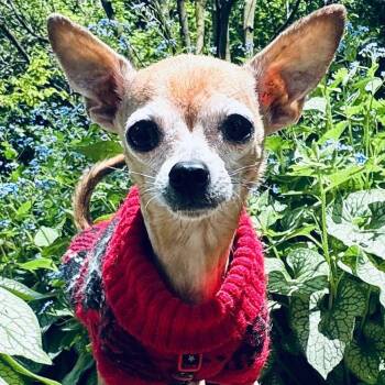 Chihuahua Dogs Available for Adoption in Toronto, Ontario - Aguilla | PetCurious