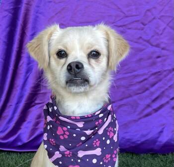 LADY -  Chihuahua and Pug Dog for Adoption in Rowland Heights, California - LADY | PetCurious