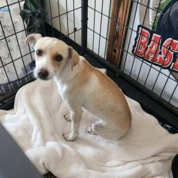 Ella 26-07-125 -  Chihuahua and Mixed Breed Dog for Adoption in Bastrop, Texas - Ella 26-07-125 | PetCurious