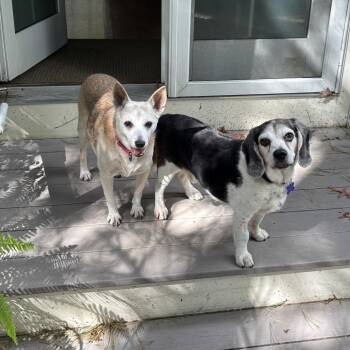 Flash -  Beagle and Mixed Breed Dog for Adoption in Hopkinton, Massachusetts - Flash | PetCurious