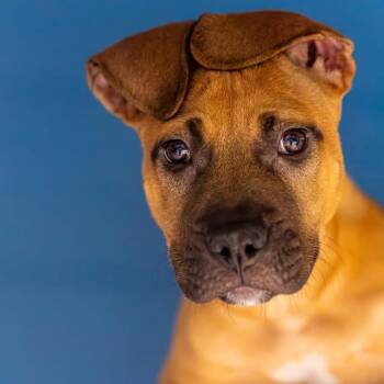 Rory -  Mixed Breed Dog for Adoption in Decatur, Georgia - Rory | PetCurious