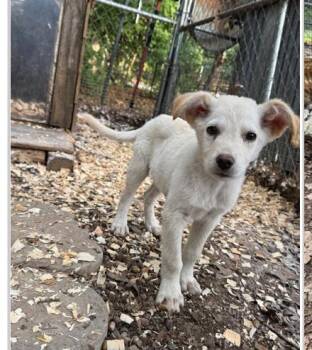 Finn -  Labrador Retriever and Great Pyrenees Dog for Adoption in Columbia, Maryland - Finn | PetCurious