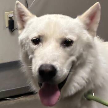 Moses -  Husky and Mixed Breed Dog for Adoption in Yuma, Arizona - Moses | PetCurious
