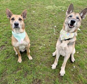 German Shepherd Dog Dogs Available for Adoption in Sprakers, New York - Millie | PetCurious