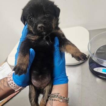 Rottweiler and Mixed Breed Dogs Available for Adoption in Morton Grove, Illinois - Darcy | PetCurious