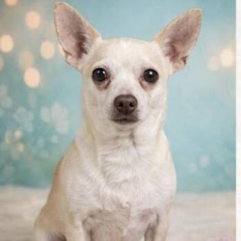 Chihuahua Dogs Available for Adoption in Hudson, Illinois - Chewy | PetCurious