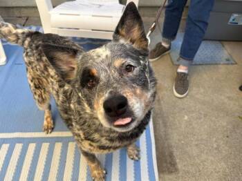 REED -  Australian Cattle Dog Blue Heeler Dog for Adoption in Santa Rosa, California - REED | PetCurious