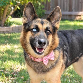 LIZZY GS -  German Shepherd Dog Dog for Adoption in Lucas, Texas - LIZZY GS | PetCurious
