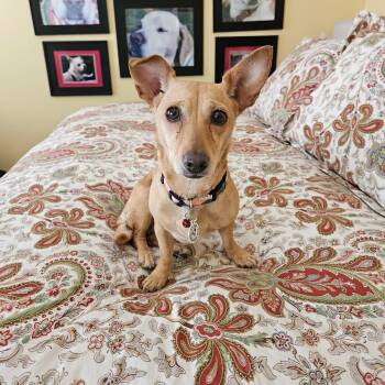Franny Mae -  Basset Hound and Chihuahua Dog for Adoption in Lafayette, California - Franny Mae | PetCurious