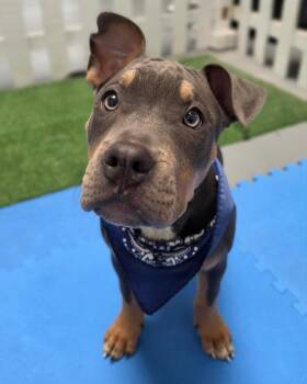 Pit Bull Terrier Dogs Available for Adoption in Novato, California - Gandalf | PetCurious