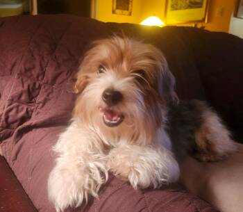 Barney -  Wirehaired Terrier and Yorkshire Terrier Dog for Adoption in Aurora, Illinois - Barney | PetCurious