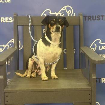 Terrier Dogs Available for Adoption in Waterford, New Jersey - CHAVELA | PetCurious