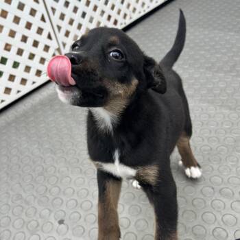 Labrador Retriever Dogs Available for Adoption in Cumming, Georgia - Tramp 22210 | PetCurious