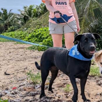 Black Labrador Retriever and Mixed Breed Dogs Available for Adoption in Roanoke, Virginia - Mocha | PetCurious