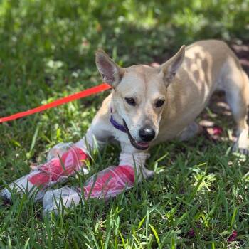 Strawberry -  Mixed Breed Dog for Adoption in Houston, Texas - Strawberry | PetCurious