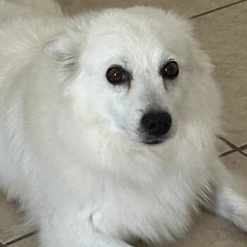 American Eskimo Dog Dogs Available for Adoption - Leah | PetCurious