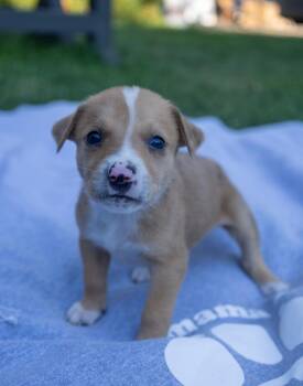 Fig -  Jack Russell Terrier Dog for Adoption in Wilmington, Illinois - Fig | PetCurious