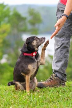 Ivy Love -  Terrier Dog Available for Adoption in Milton, Georgia - Ivy Love | PetCurious