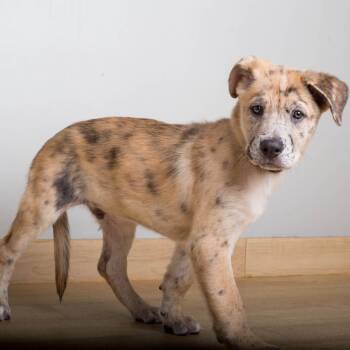 Yogi D71416 -  Catahoula Leopard Dog and Shepherd Dog for Adoption in Minnetonka, Minnesota - Yogi D71416 | PetCurious