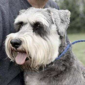 Winston -  Schnauzer Dog for Adoption in Bryan, Ohio - Winston | PetCurious
