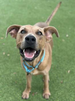 Angler -  Black Mouth Cur Dog for Adoption in Lakeland, Florida - Angler | PetCurious