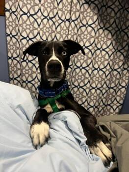 Mixed Breed Dogs Available for Adoption - Phoenix | PetCurious