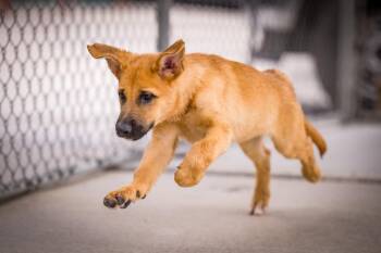 Neon -  Labrador Retriever and Shepherd Dog for Adoption in Twentynine Palms, California - Neon | PetCurious