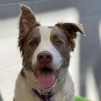 Croissant -  Pit Bull Terrier Dog for Adoption in Los Angeles, California - Croissant | PetCurious