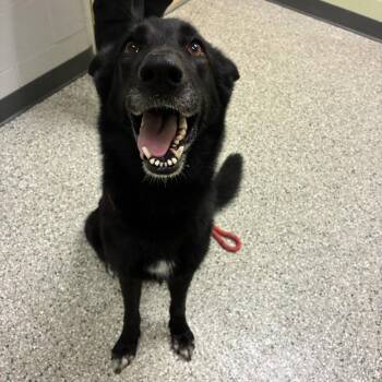 Ruby -  German Shepherd Dog and Mixed Breed Dog for Adoption in Cedar Rapids, Iowa - Ruby | PetCurious