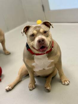 Porsha -  Staffordshire Bull Terrier Dog for Adoption in Winnipeg, Manitoba - Porsha | PetCurious